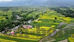 大象传媒黄板-探索大象传媒与黄板，构建和谐人兽共存的新桥梁